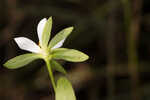 Coastal rose gentian